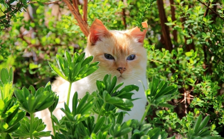 the little gardener - leaf, cat, feline, plant