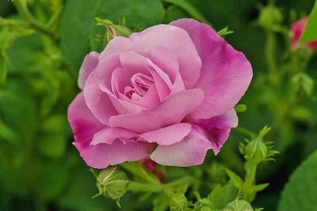 Softness Beauty - purple, rose, flowers, macro, nature