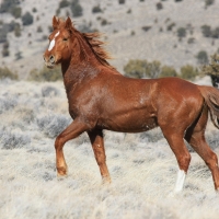 Brown Stallion