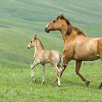 Mom and foal