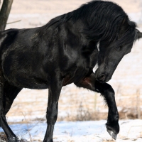 Black Stallion