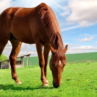 Grazing on the farm