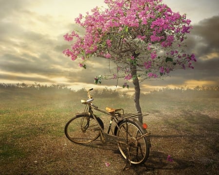 Don't Stop Dreaming - bike, nature, tree, sky