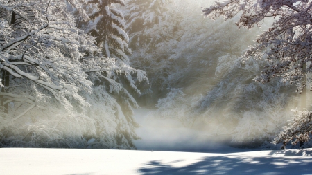 Blizzard - snow, winter, forest, nature