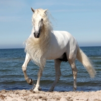 White Andalusian