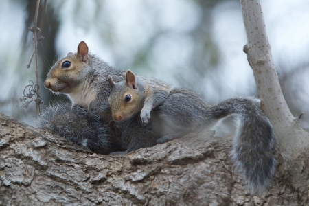 Squirrels - animal, couple, cute, squirrel