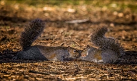 Want to share? - animal, funny, squirrel, nut, leaf, couple, autumn