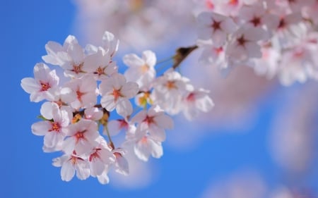 Spring - flower, pink, spring, blossom, blue