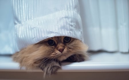 Kitten - white, hat, cat, animal, funny, cute, kitten