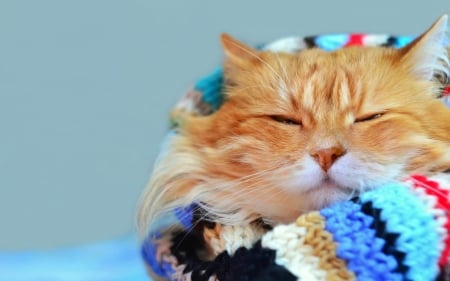 Warm scarf - cat, iarna, winter, pisici, scarf, ginger, blue, animal, orange