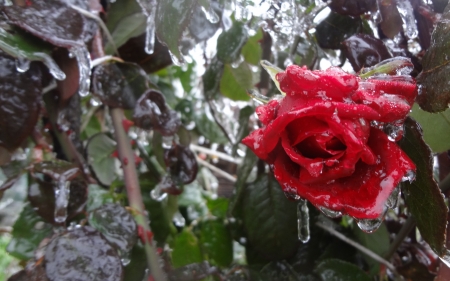 Frozen - ice, frozen, winter, green, rose, flower, icicles