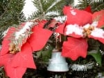 Christmas Decoration with Poinsettia 