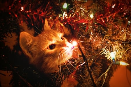 kitty by the Christmas tree - christmas tree, animals, cats, kitty