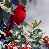Cardinal Holly