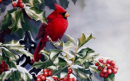 Cardinal Holly - male, berries, cardinal, bush, red, holly, card