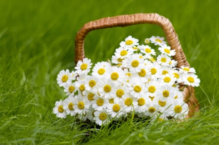 â™¥ - basket, flowers, pure, soft