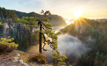 Winter Landscape - nature, trees, forest, fog, mountains, sunrise