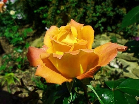 Lovely Rose - nature, yellow, macro, petals, flowers