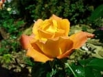 Lovely Rose