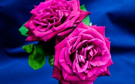 Beautiful Roses - flowers, roses, bloom, petals