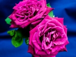 Beautiful Roses