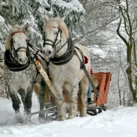 Sleigh ride