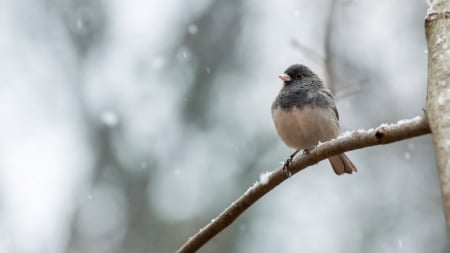 Bird - winter, snow, birds, photography