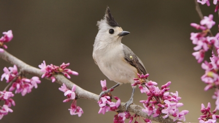 Bird - flower, bird, pink, spring, branch