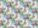 Kittens pattern