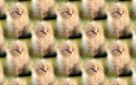 Kitten pattern - paper, pattern, animal, kitten, cat, texture, green