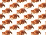 Kitten pattern