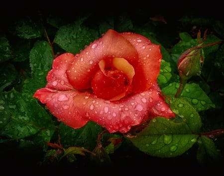 ღ❤ღ - beautiful, red, macro, rose, flower