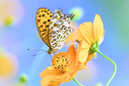 Butterfly - macro, butterfly, flowers, bright