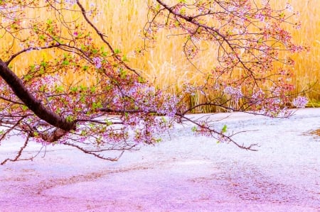 Cherry Blossoms - flopwers, blossoms, sakura, tokyo, cherry