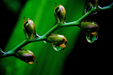 Drops - drops, water, leaves, macro, branch