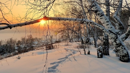 Winter Morning - nature, trees, forest, snow, winter, sunrise