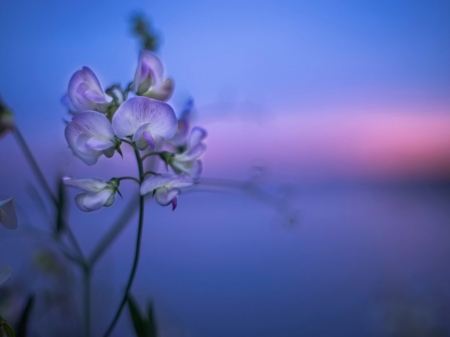 Sunset Wild Flowers - flowers, nature, sunset, macro