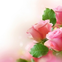 Pink Roses