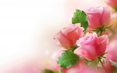 Pink Roses - sweet, wallpaper, roses, pink