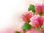 Pink Roses