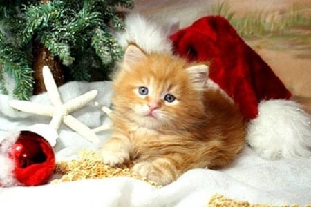 Christmas kitty - animals, christmas, cats, kitty