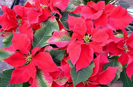 ♥♫ Christmas Star ♥♫ - flowers, red, Poinsettia, beautiful