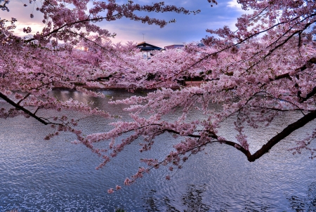 Cherry Blossoms near River - japan, trees, sakura, river