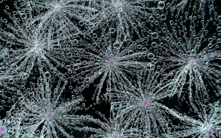 Dandelions - white, dandelion, pink, water, black, bubbles, texture, abstract