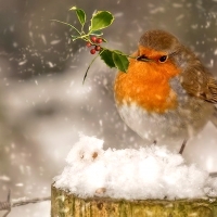 Sweet Winter Bird