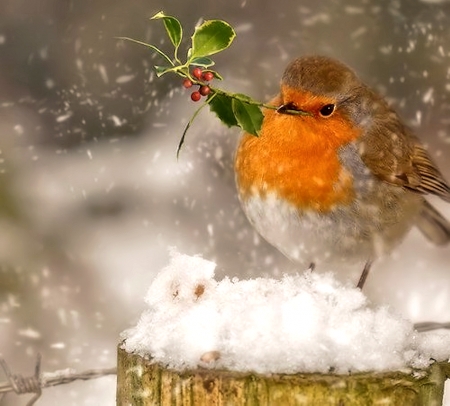 Sweet Winter Bird - Winter, Animal, Bird, sweet