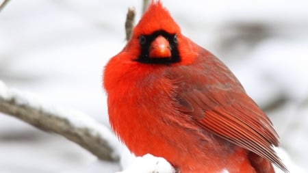 Red Cardinal - winter, cardinal, bird, snow