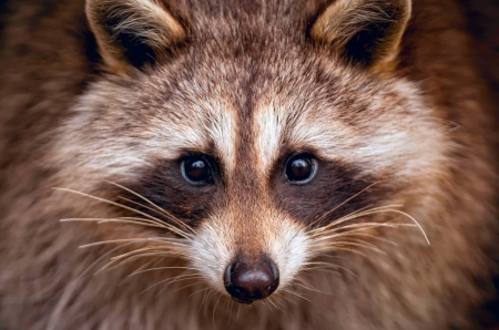 Raccoon - animal, face, skin, raccoon