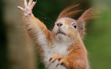 No! Stop! - red, animal, funny, squirrel, cute, green