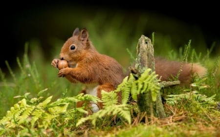 Squirrel - nut, animal, red, green, squirrel